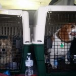 Puppy and pet transport for Beagles