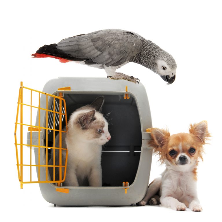 Bs Pet Transport, Puppy Shipping, USDA Pet Transporter & Pet Shipper