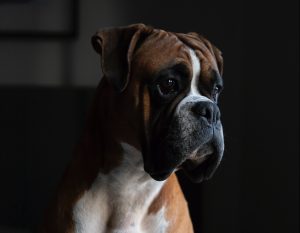 boxer pet shipping