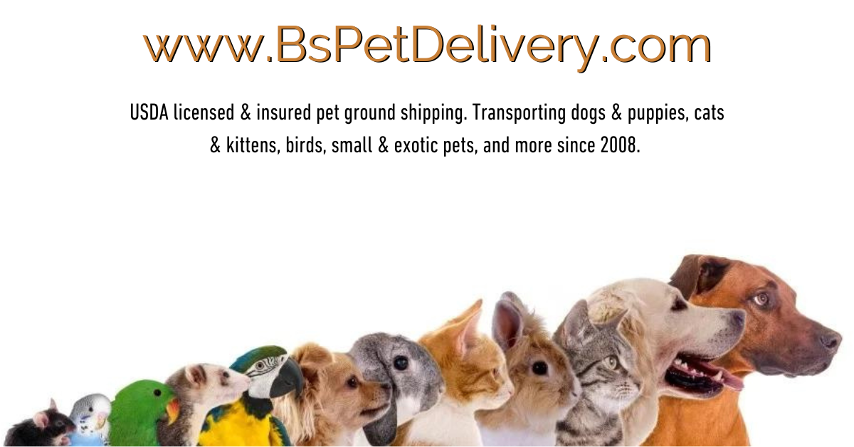 Bs Pet Transport, Puppy Shipping, USDA Pet Transporter & Pet Shipper