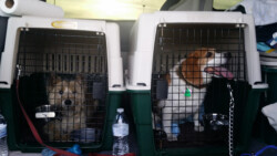 Puppy and pet transport for Beagles