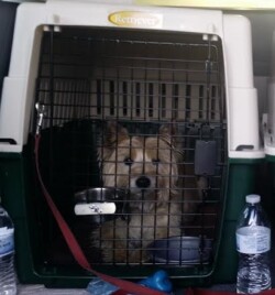 Dog delivery
