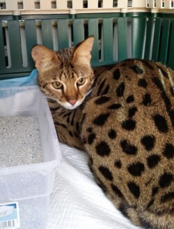 Exotic Animal Delivery