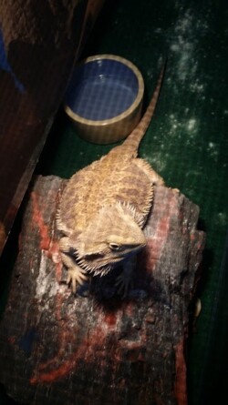 Exotic Pets Shipper