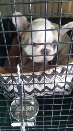 French Bulldog Pet Relocation