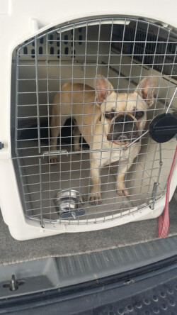 French Bulldog Pet Shipping Safe Reliable