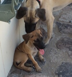 Fur Baby Shipping
