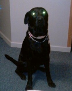 Lab Pet Shipping