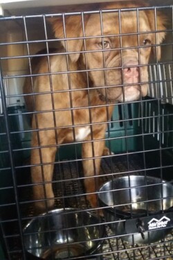 Mammoth Bulldog Pet Shipping