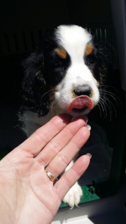 Puppy Shipper