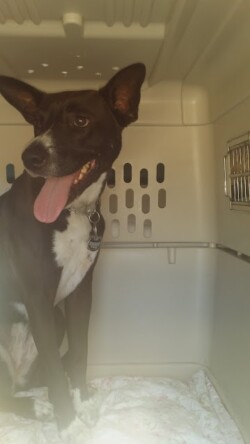 USDA Licensed Pet Transporter