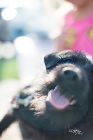 private pet shipping to alaska
