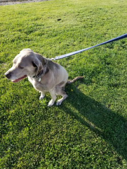 dog shipper near me