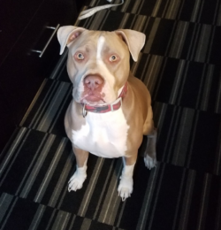 pet moving services cross country private shipper