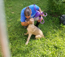 pet shipping near me