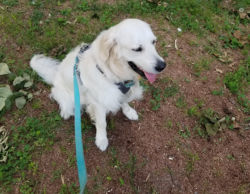 puppy shipping near me