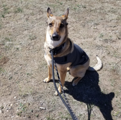 puppy shipping price